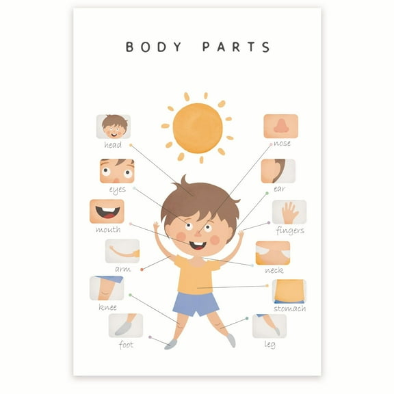 Body Parts Poster - Anatomy for Kids - Children's Anatomy Poster - Early Learning Resource - Human Body Illustration 12 x 18 Inch Poster - Unframed - Premium 100lb Gloss - Made In USA - BMCP0448