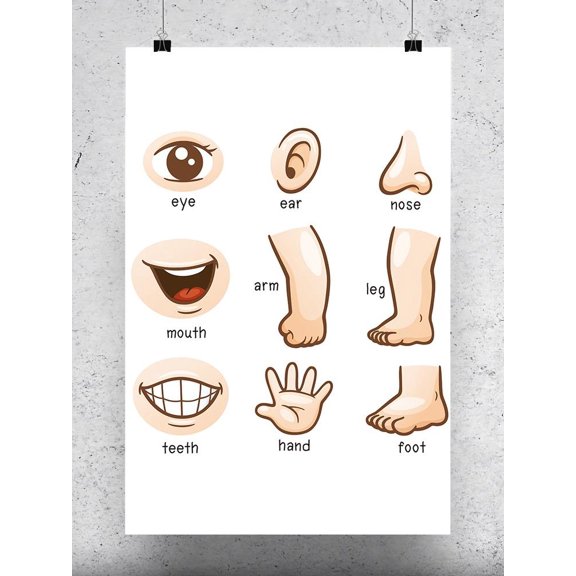 Smartprints Shutterstock Body Parts 17" x 25.5" Poster