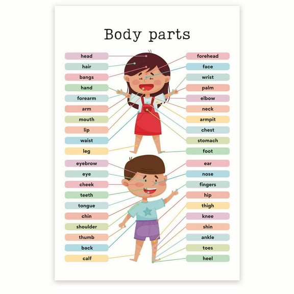 Body Parts Poster - Learning Anatomy for Kids - Biology Science Classroom Poster Educational Visual Aid