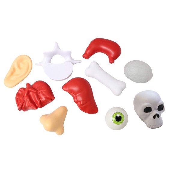Body Parts Stress Ball Bundle - Office, Doctor, Med Student Anatomy