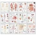 thumbnail image 1 of Body Systems Chart Set (Wallchart), 1 of 1