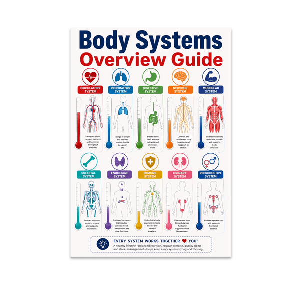 Body Systems Overview Guide - Anatomy Enthusiast - 13x19 Poster Print