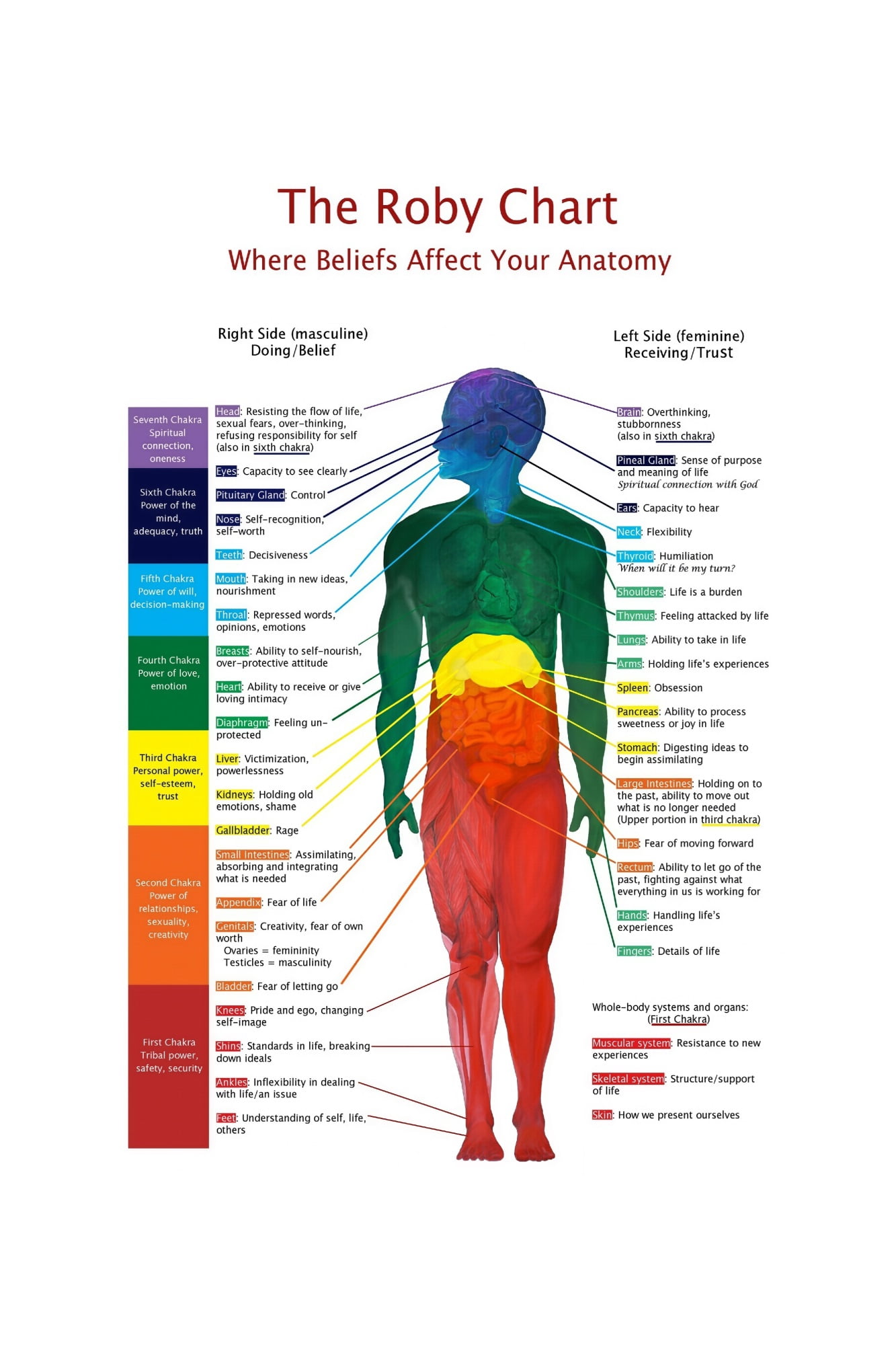 body-systems-poster-human-anatomy-chart-science-medical-reference