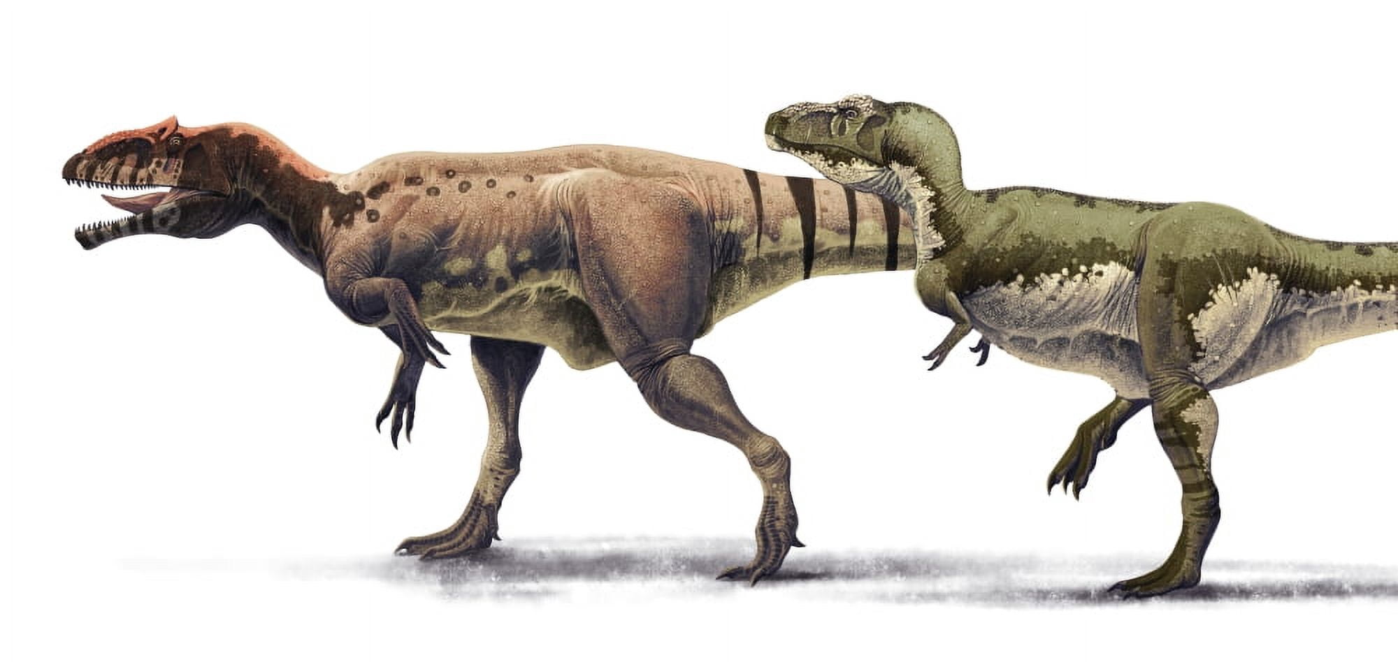 Body size comparison between Giganotosaurus carolinii and Tyrannosaurus rex Canvas Art - Roman Garcia MoraStocktrek Images (41 x 20)