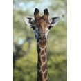 thumbnail image 1 of Boer Giraffe II Glossy Poster, 1 of 2