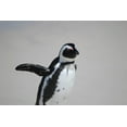 thumbnail image 1 of Boer Penguin Wall Decal, 1 of 2