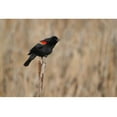 thumbnail image 1 of Boer "Red Winged Blackbird" Wall Decal, 1 of 2