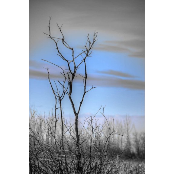 Boer "Winter Tree" Glossy Poster