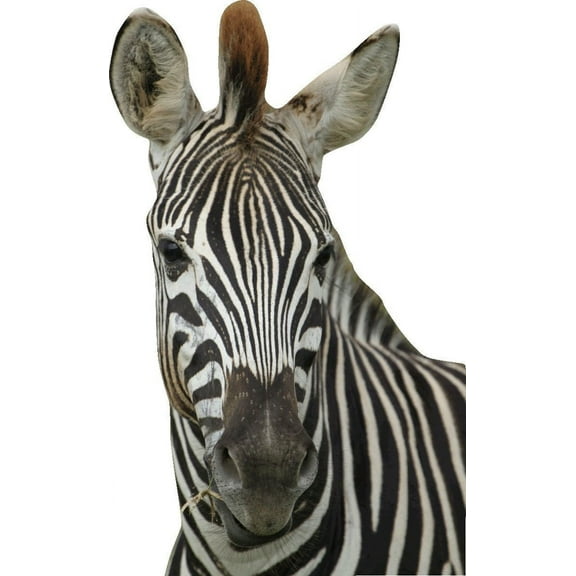 Boer Zebra Cutout I Wall Decal Cutout
