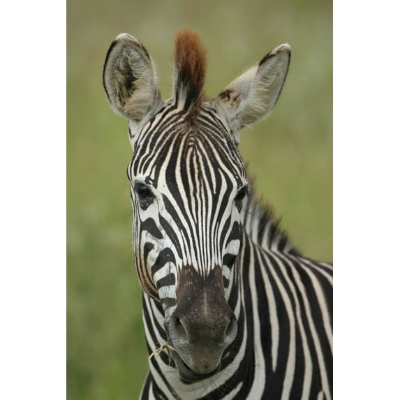 Boer Zebra I Glossy Poster