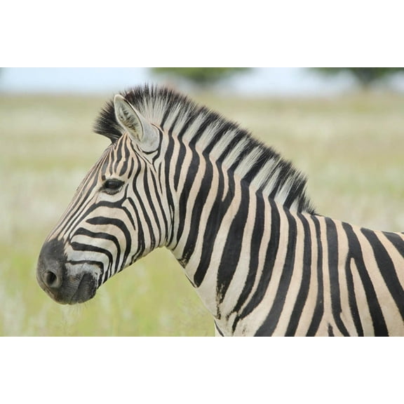 Boer Zebra II Wall Decal