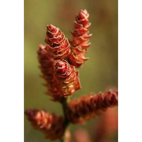 Bog Myrtle Shrub Seeds for Planting (15 Seeds) - Myrica Gale