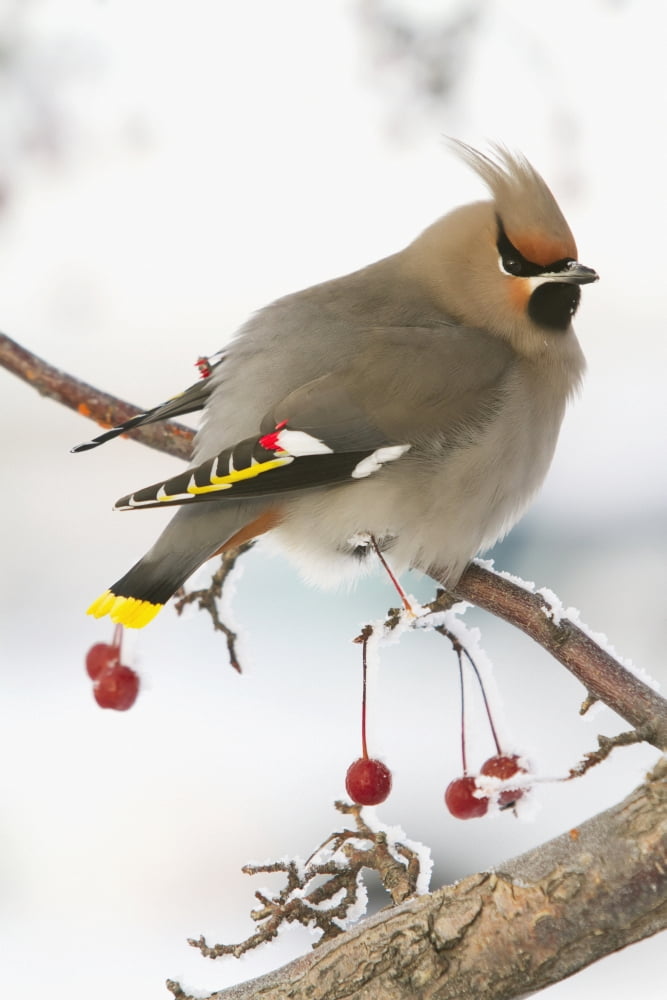Bohemian Waxing Bird Feeding On Red Mountain Ash Berries Anchorage Southcentral Alaska Winter Canvas Art - Doug Lindstrand Design Pics (12 x 19)