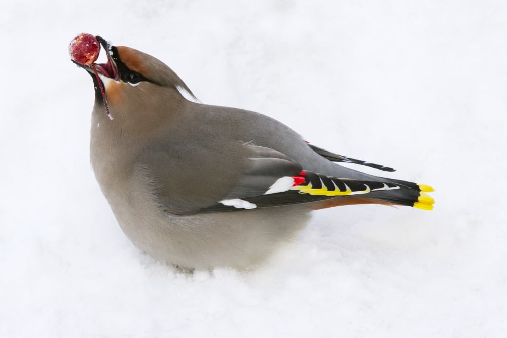 Bohemian Waxing Bird Feeding On Red Mountain Ash Berries Anchorage Southcentral Alaska Winter Canvas Art - Doug Lindstrand Design Pics (17 x 11)