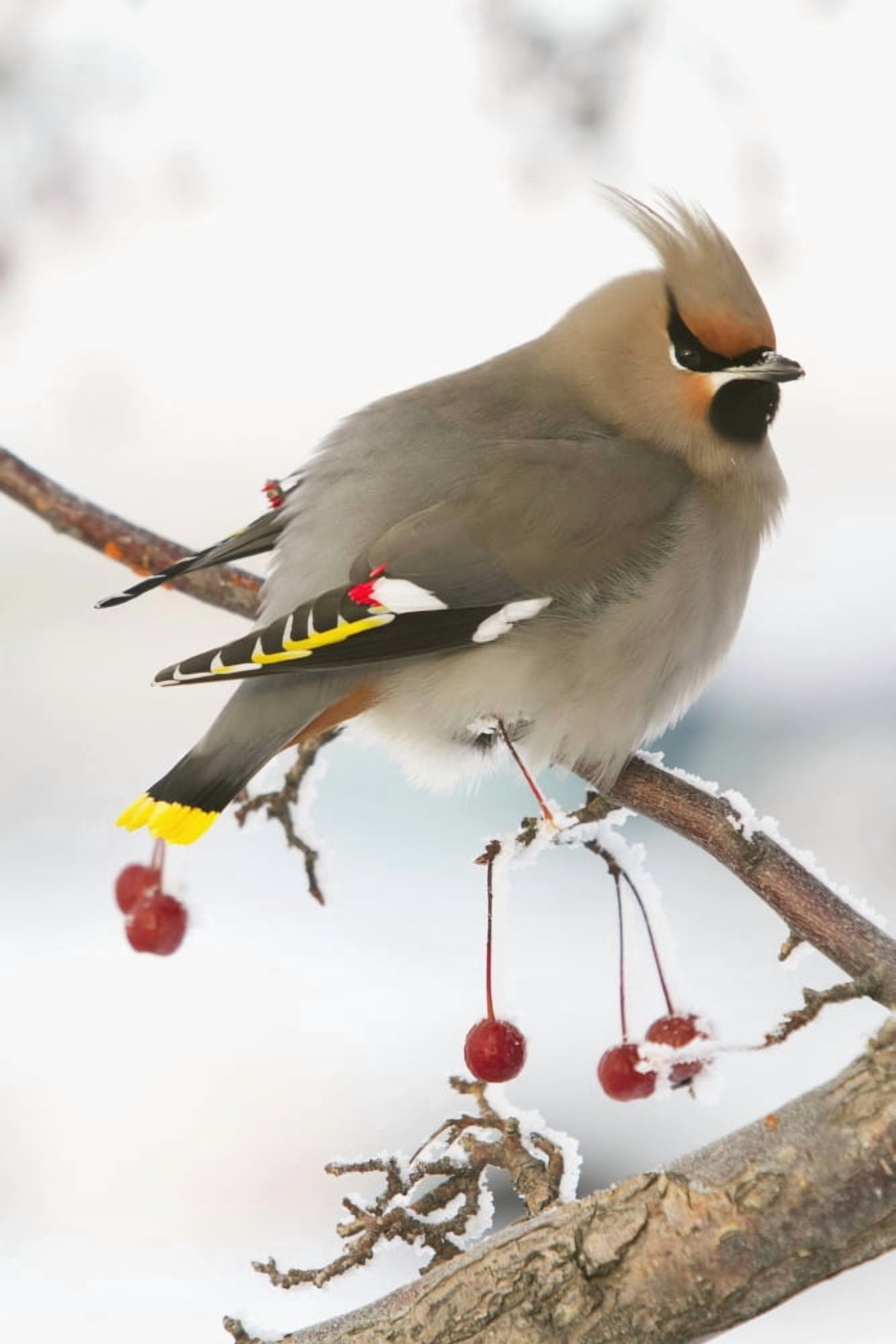 Bohemian Waxing Bird Feeding On Red Mountain Ash Berries Anchorage Southcentral Alaska Winter Canvas Art - Doug Lindstrand Design Pics (24 x 38)