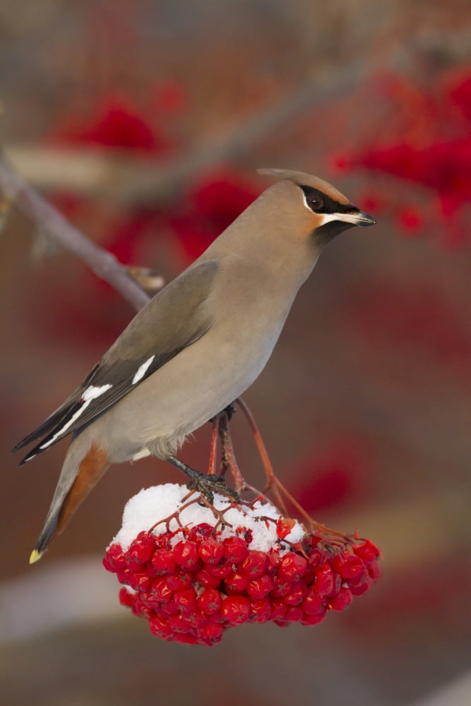 Bohemian Waxwing perches to eat in colorful Mountain Ash berries in winter in the Anchorage Alaska area of Southcentral Alaska Birds Canvas Art - Doug Lindstrand Design Pics (12 x 18)