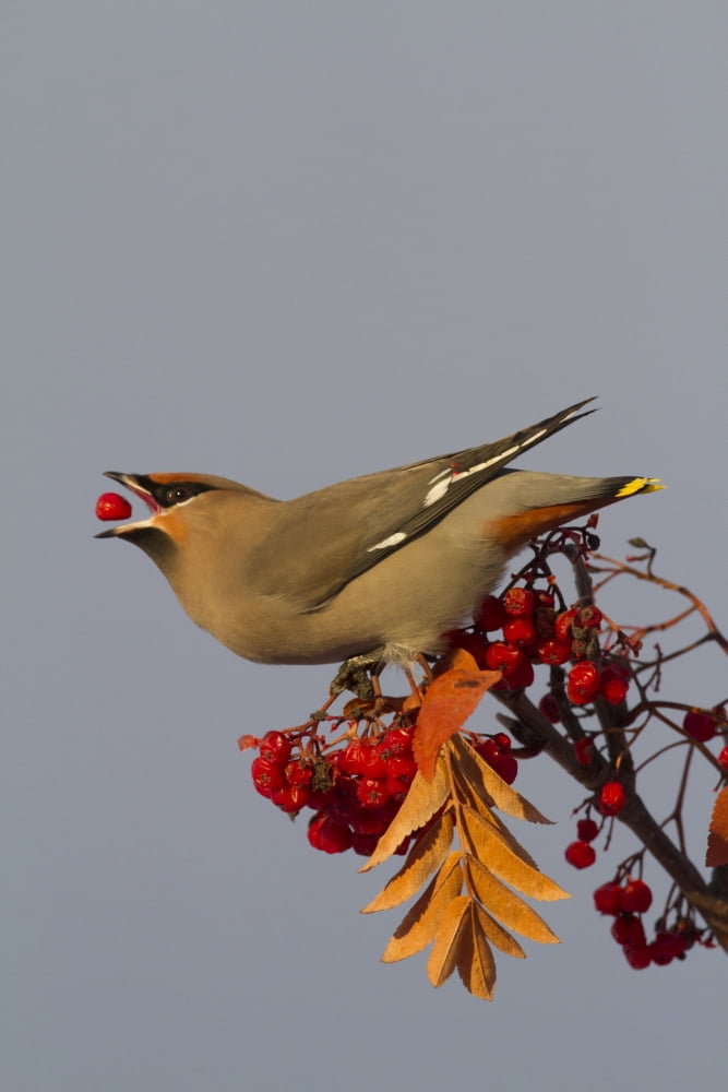 Bohemian Waxwing perches to eat in colorful Mountain Ash berries in winter in the Anchorage Alaska area of Southcentral Alaska Canvas Art - Doug Lindstrand Design Pics (24 x 36)