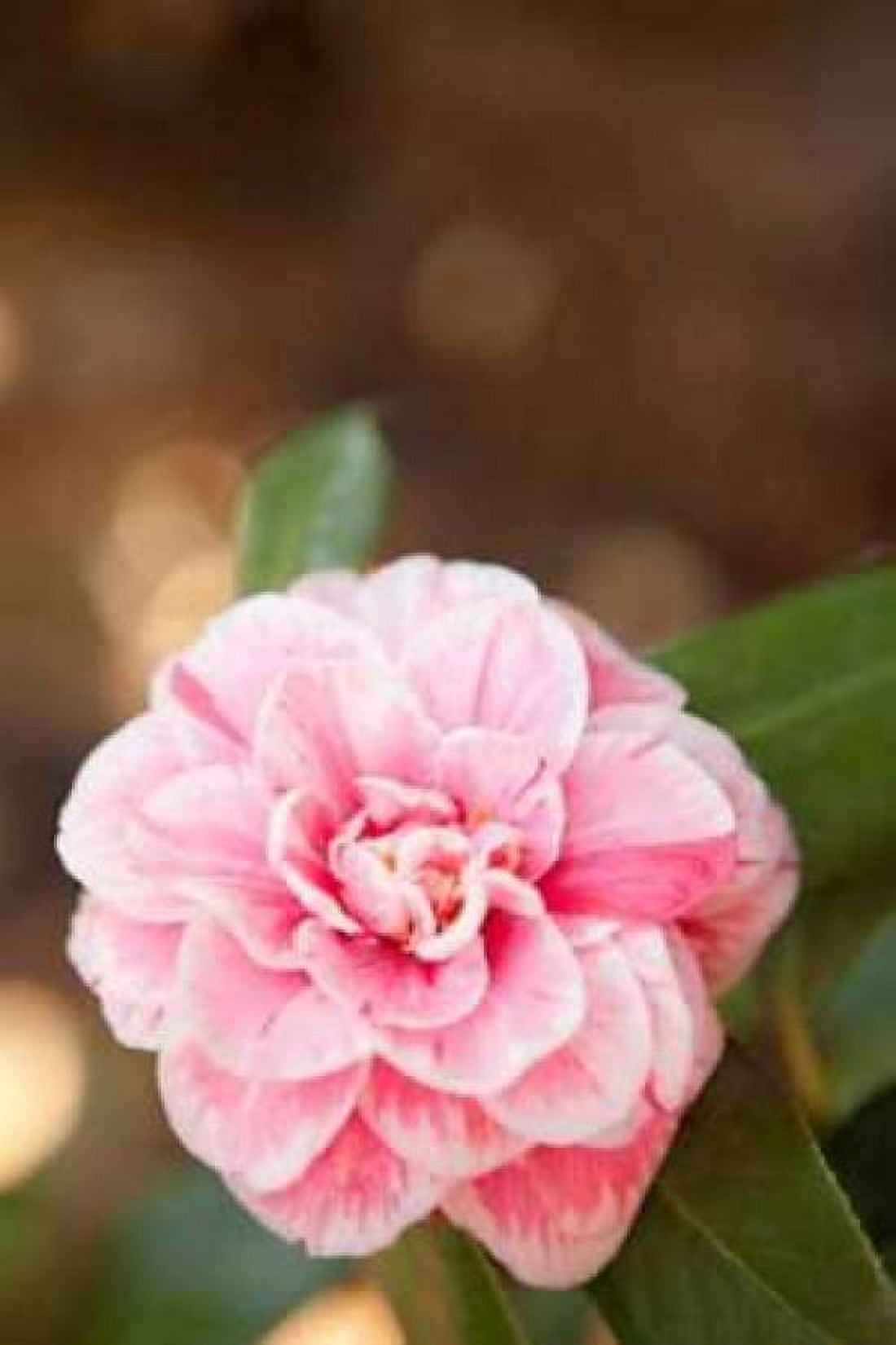 Bokeh Rose I Canvas Art - Karyn Millet (24 x 36)