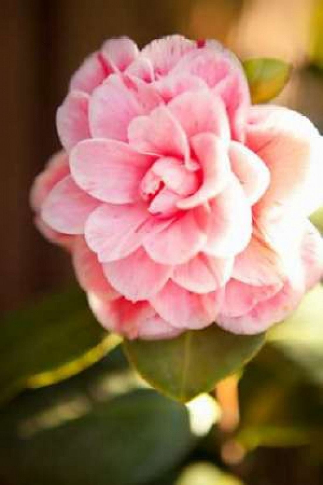 Bokeh Rose II Canvas Art - Karyn Millet (24 x 36)