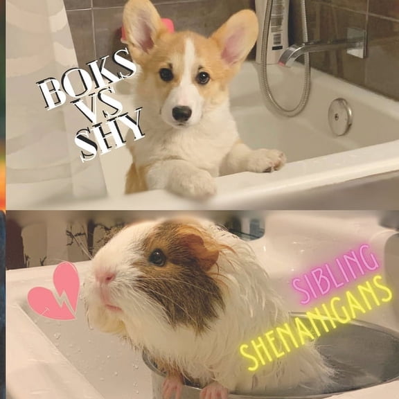 Boks vs Shy: Siblings Shenanigans, (Paperback)
