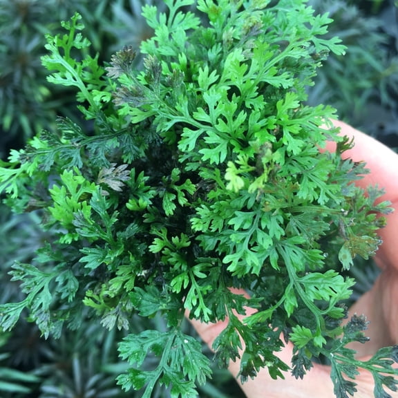 Bolbitis Heteroclita Difformis "Mini" Size: 3 Pack, Material: Potted Live Aquarium Plants BUY 2 GET 1 FREE