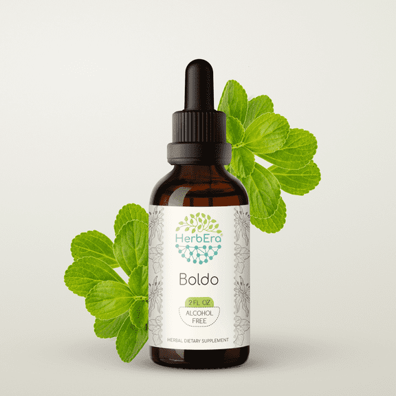 HerbEra Boldo Tincture, Herbal Dietary Supplement for Liver Support, Boldo (Peumus boldus) Dried Leaf Extract, Natural, Alcohol-Free, Drops 2 oz