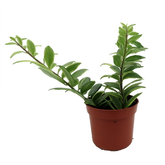 Bolero Bicolor Lipstick Plant -2.5" Pot- Aeschynanthus