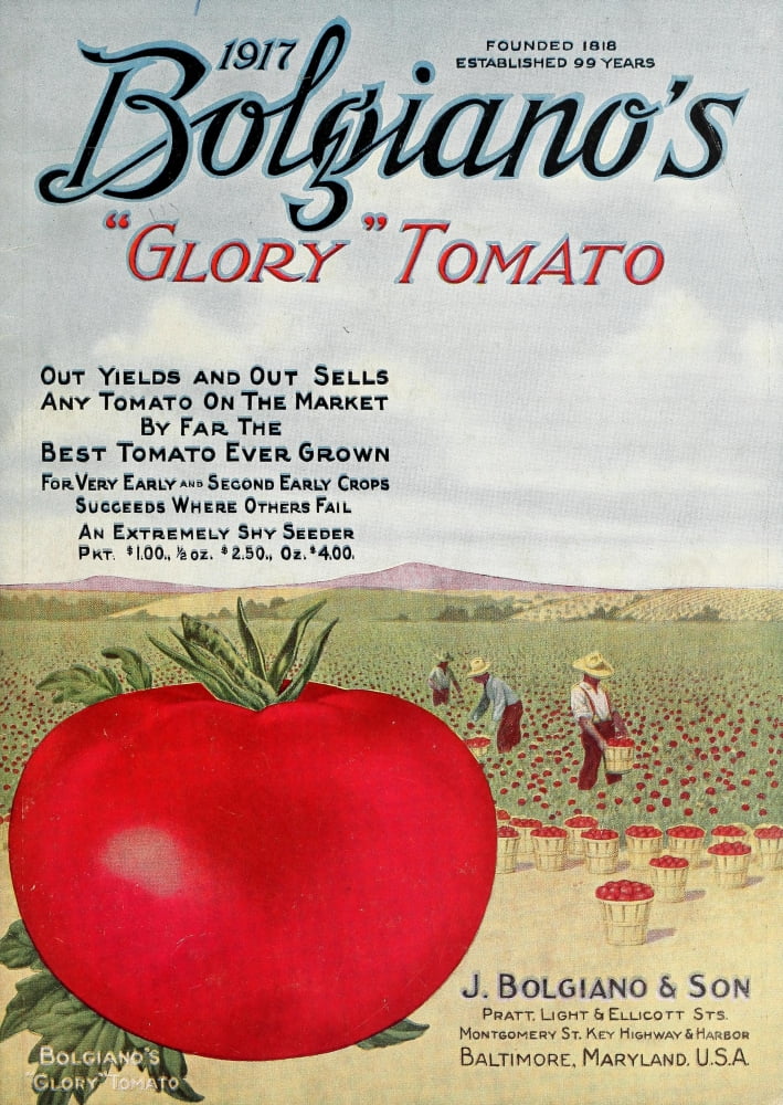 Bolgianos Catalogue 1917 Glory Tomato Canvas Art -  (18 x 24)