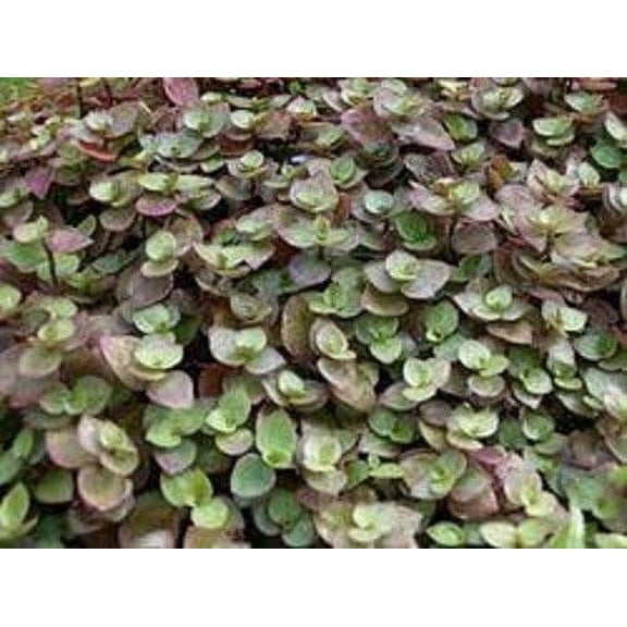 Bolivian Mini Wandering Jew-25 healthy cuttings - Tradescantia Callisia Repens