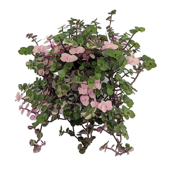 Bolivian Pink Jewel - Turtle Vine - Inch Plant - Callisia repens - 4" Mini Hanging Basket