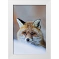 thumbnail image 1 of Bolla, Paolo 11x14 White Modern Wood Framed Museum Art Print Titled - Red Fox, 1 of 4