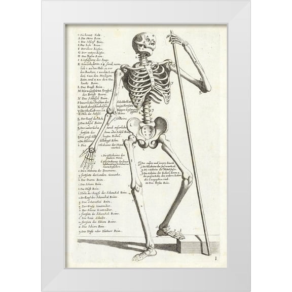 Bollmann, Hieronymus 11x14 White Modern Wood Framed Museum Art Print Titled - Anatomical diagram showing human skeleton, front view, with legends