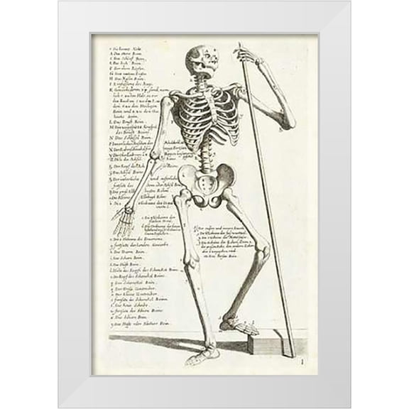 Bollmann, Hieronymus 23x32 White Modern Wood Framed Museum Art Print Titled - Anatomical diagram showing human skeleton, front view, with legends