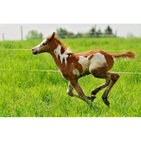 Boltin' Colt - CANVAS OR FINE PRINT WALL ART