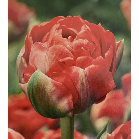 Bombastic Red Double Late Tulip - 7 Bulbs - 12/+ cm Bulbs