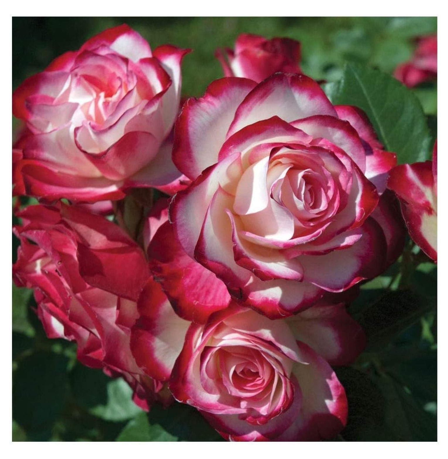 Bomrokson - Cherry Parfait Rose Plant Live Ready to Plant, Reblooming ...