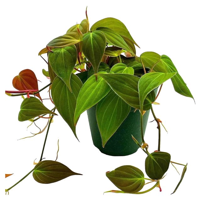 Bomrokson Philodendron Micans Hederaceum in a 4 inch Pot HeartLeaf
