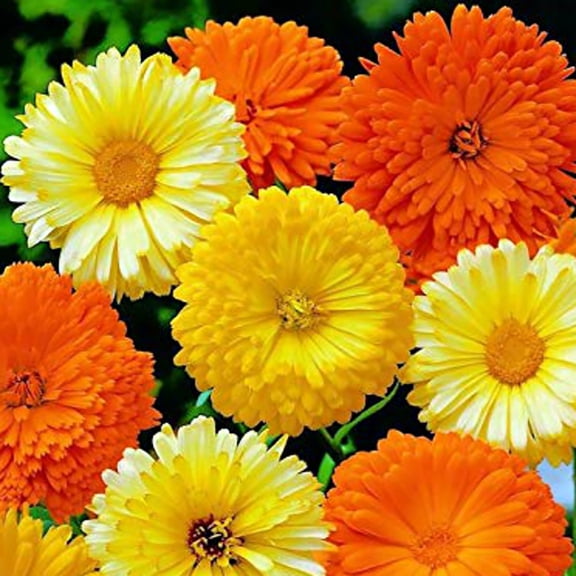 Bon Bon Mix Calendula - Edible Flower - 3" Pot