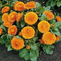 Bon Bon Series Calendula Orange ~50 Seeds – Dwarf Pot Marigold Mix – 12" Tall Plants, 2–3" Double Blooms – Non-GMO Annual for Beds, Pots, Borders