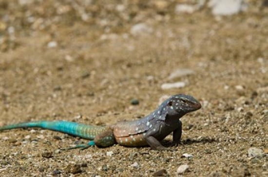 Bonaire Whiptail Lizard Bonaire Netherlands Antilles Canvas Art - Pete Oxford DanitaDelimont (36 x 24)