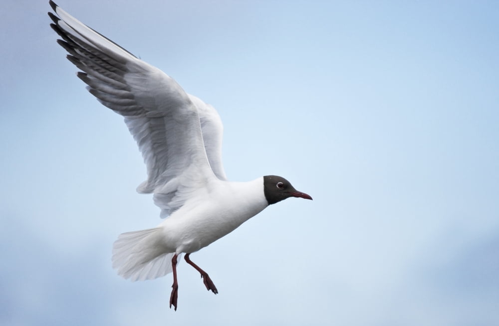 Bonapartes Gull (Chroicocephalus philadelphia) in flight Farne Islands Northumberland England Canvas Art - John Short Design Pics (38 x 24)