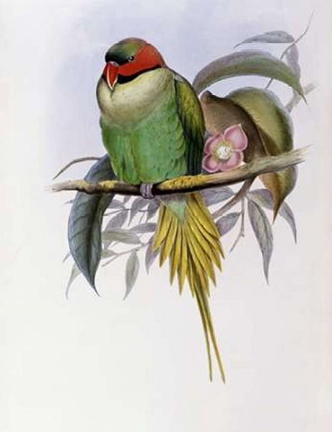 Bonapartes Parakeet Canvas Art - John Glover (18 x 24)