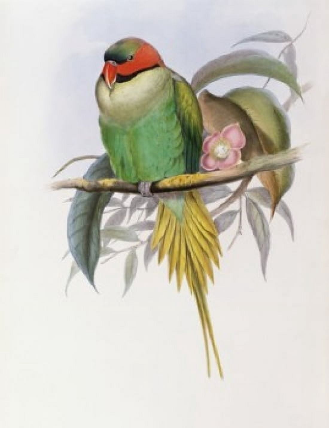 Bonapartes Parakeet John Gould (1804-1881 British) Canvas Art - John Gould (24 x 36)
