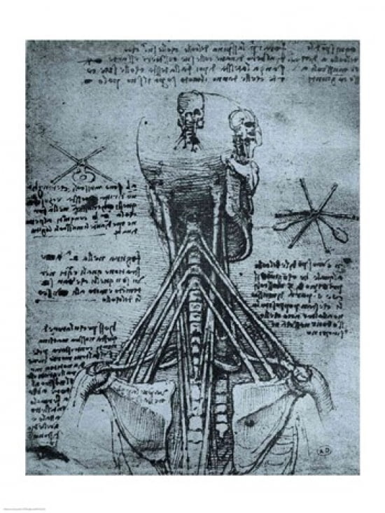 Bone Structure of the Human Neck and Shoulder Canvas Art - Leonardo Da Vinci (18 x 24)