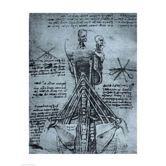 Posterazzi BALCHT231133 Bone Structure of The Human Neck & Shoulder Poster Print by Leonardo Da Vinci - 18 x 24 in.