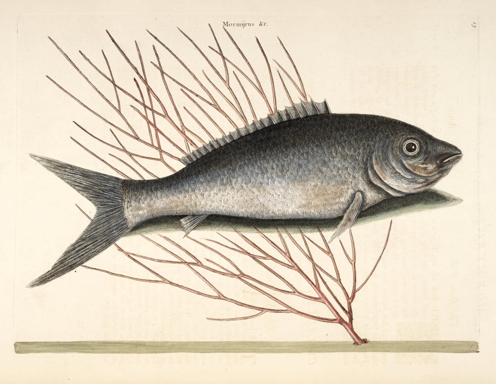 Bone fish Canvas Art - Mark Catesby (18 x 24)