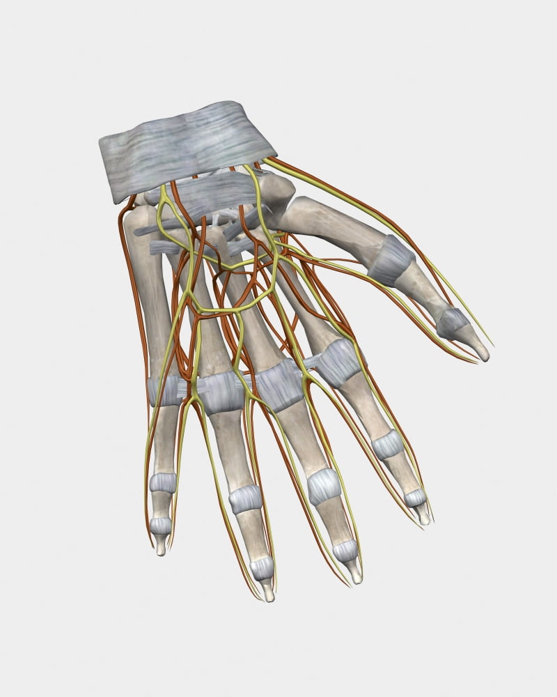 Bone structure of human left hand with veins Canvas Art - Stocktrek Images (13 x 16)