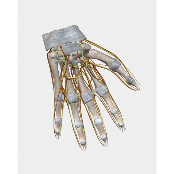 Bone structure of human left hand with veins Canvas Art - Stocktrek Images (26 x 32)