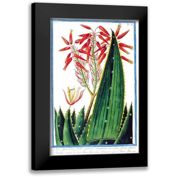 Bonelli, Giorgio 11x14 Black Modern Framed Museum Art Print Titled - Aloe Africana