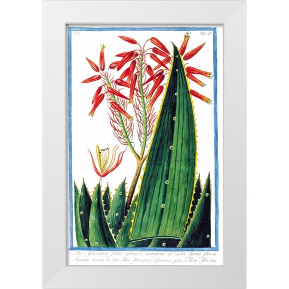 Bonelli, Giorgio 11x14 White Modern Wood Framed Museum Art Print Titled - Aloe Africana